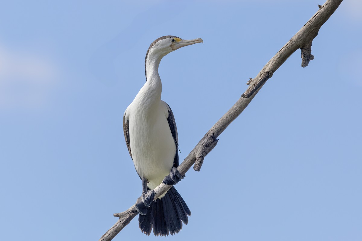 Pied Cormorant - ML641100323
