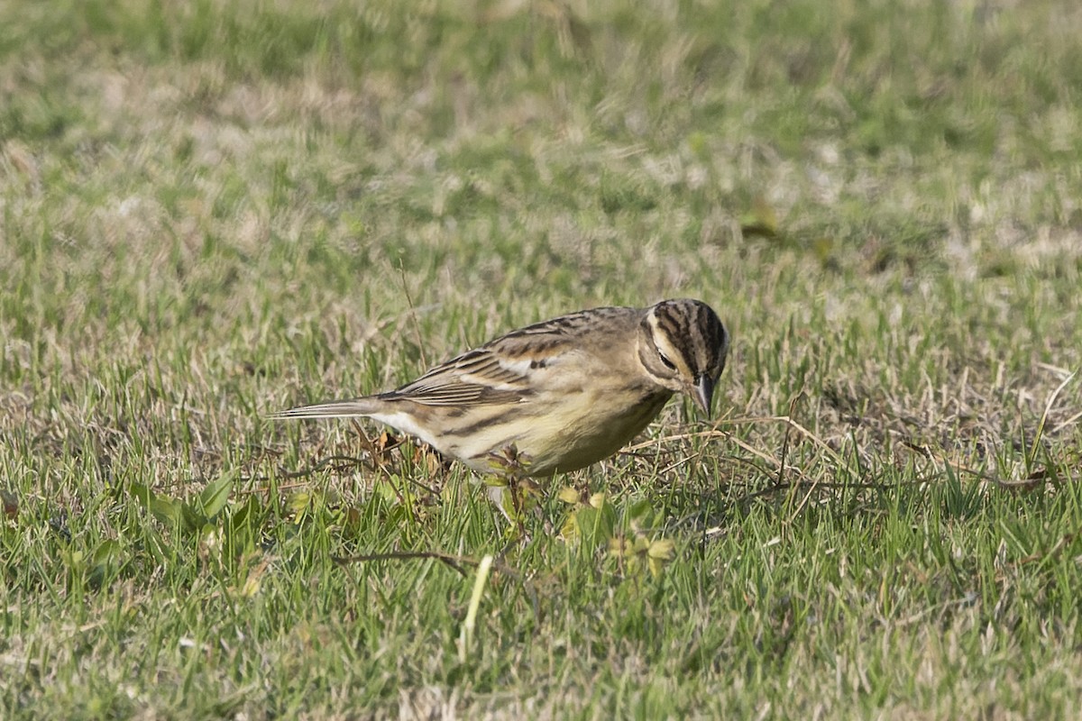 Yellow-breasted Bunting - ML641100332