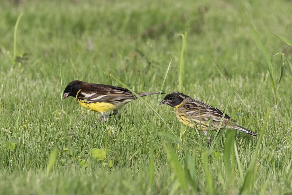 Yellow-breasted Bunting - ML641100333