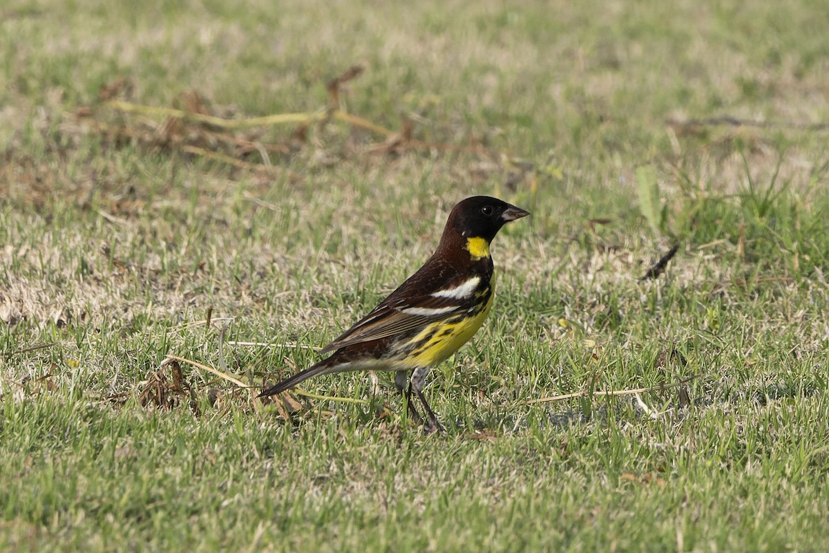 Yellow-breasted Bunting - ML641100334
