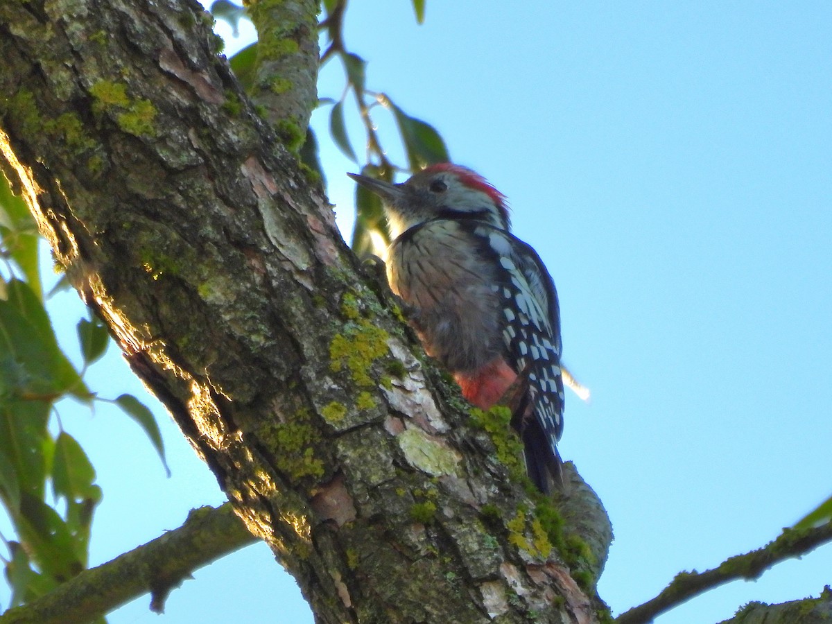 Middle Spotted Woodpecker - ML641100343
