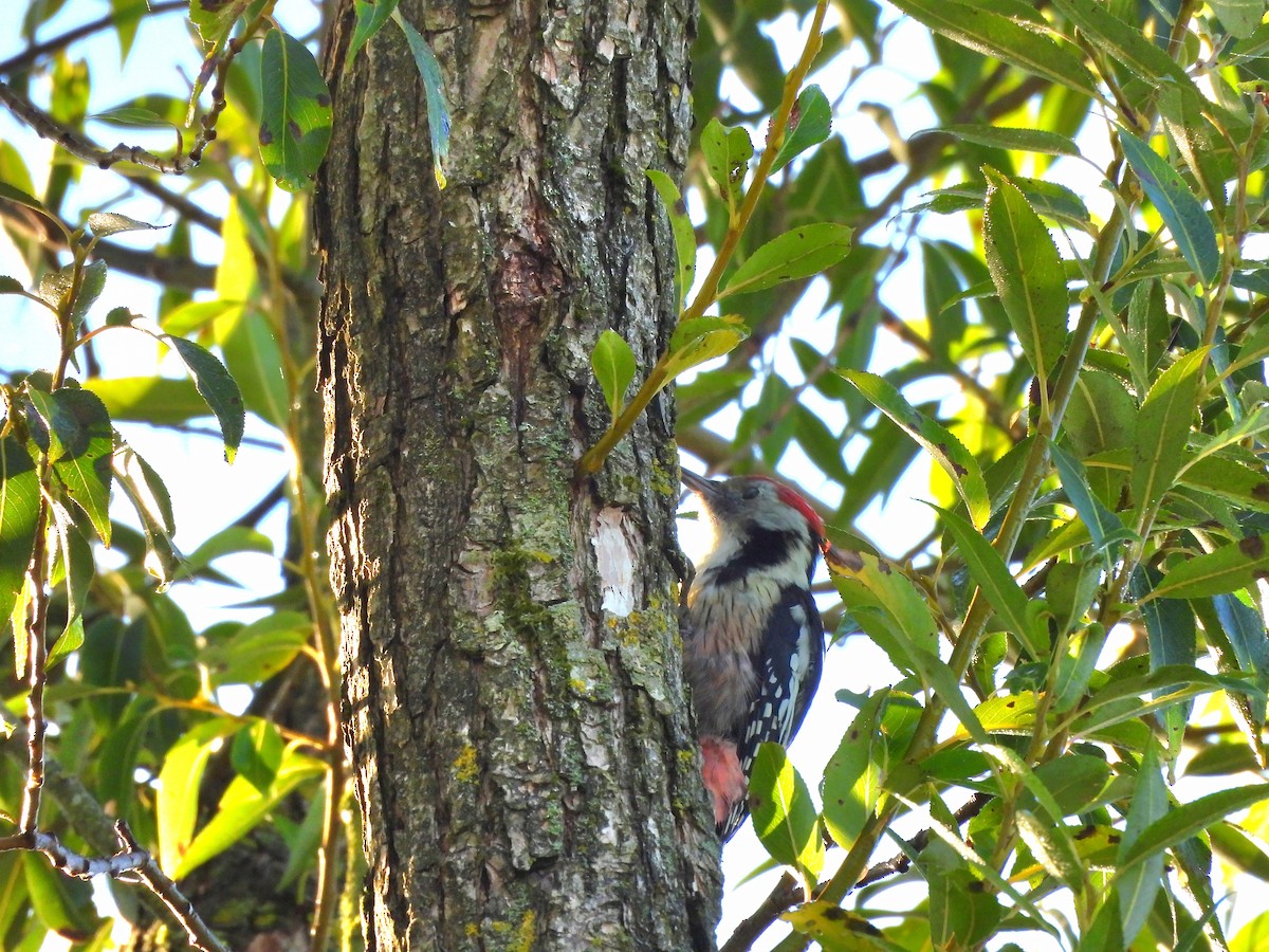 Middle Spotted Woodpecker - ML641100344
