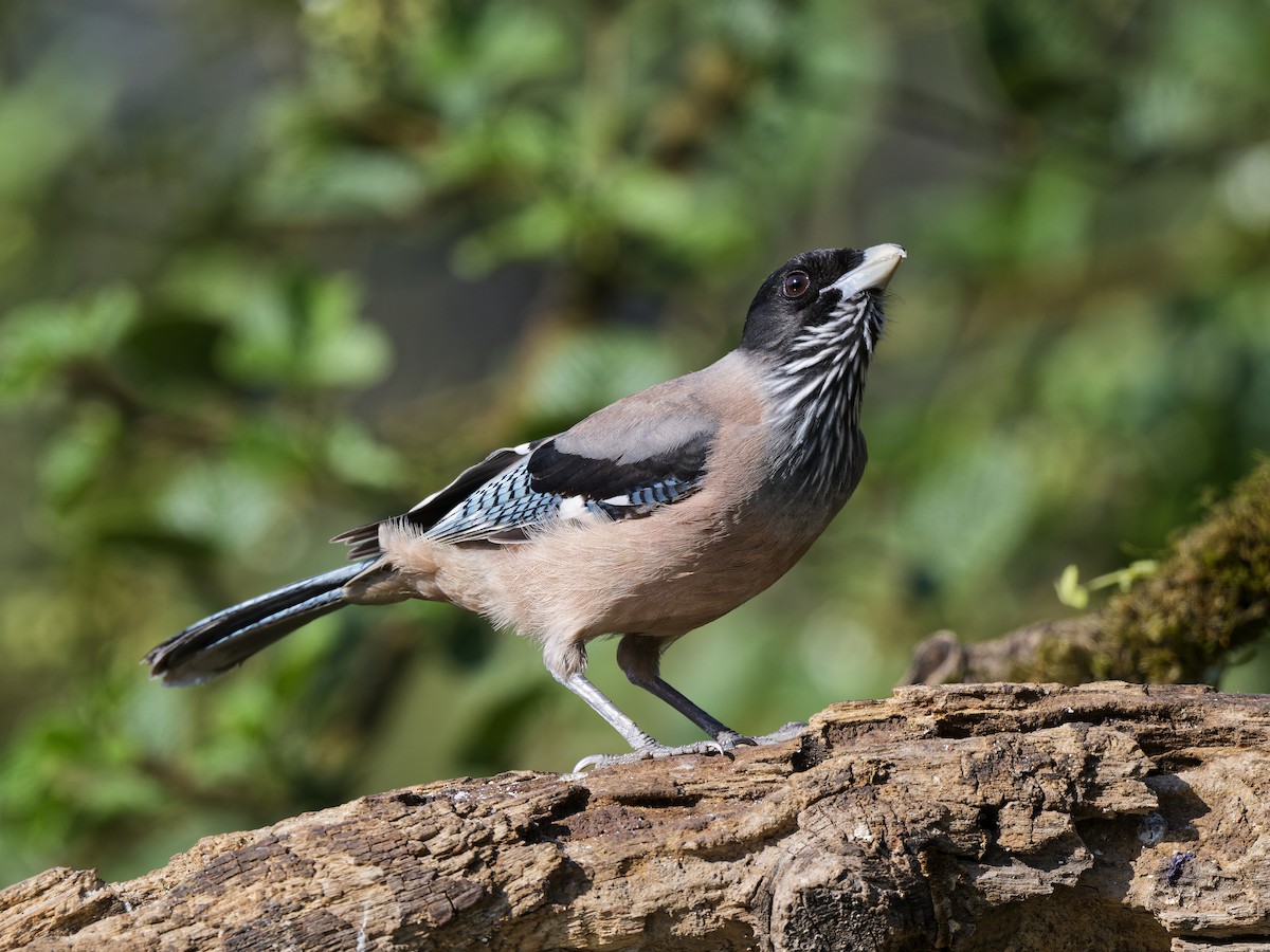 Black-headed Jay - ML641100345