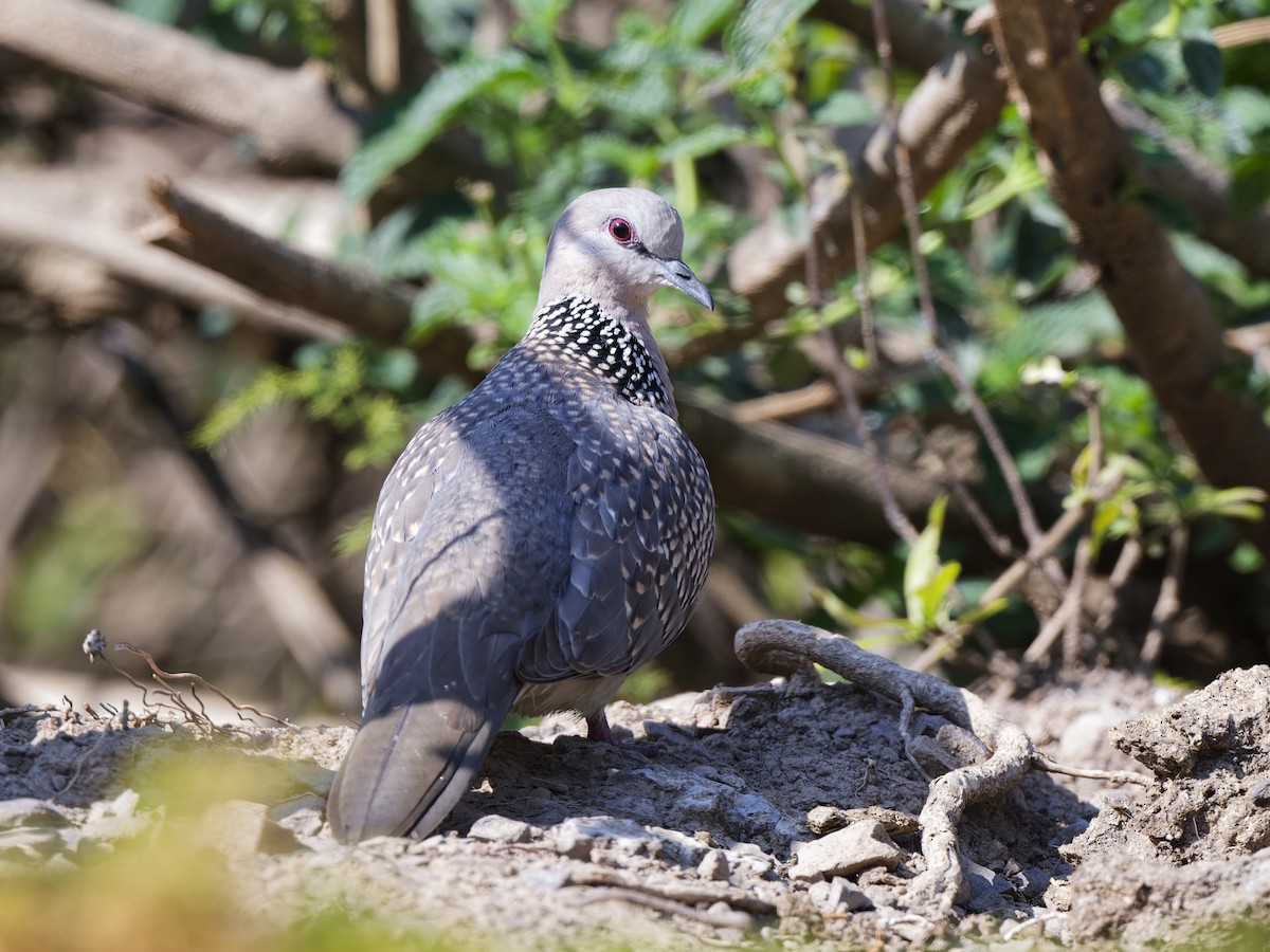 Spotted Dove - ML641100351