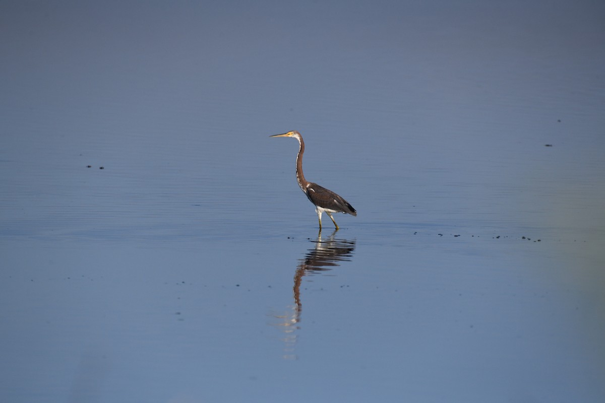 Tricolored Heron - ML641100357