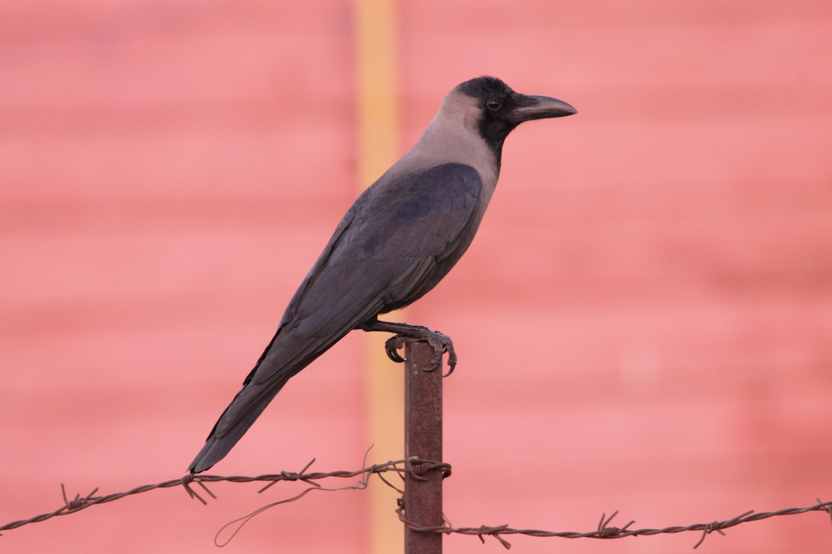 House Crow - ML641100359