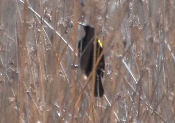 Yellow-winged Blackbird - ML641100362