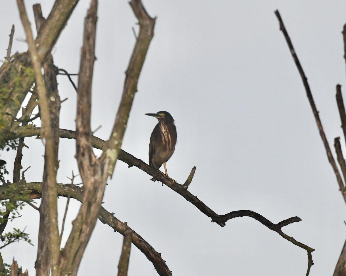Green Heron (virescens/bahamensis) - ML641100366