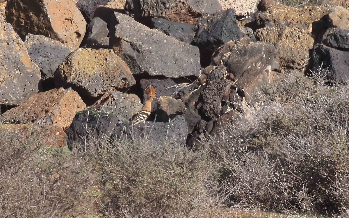 Eurasian Hoopoe - ML641100370