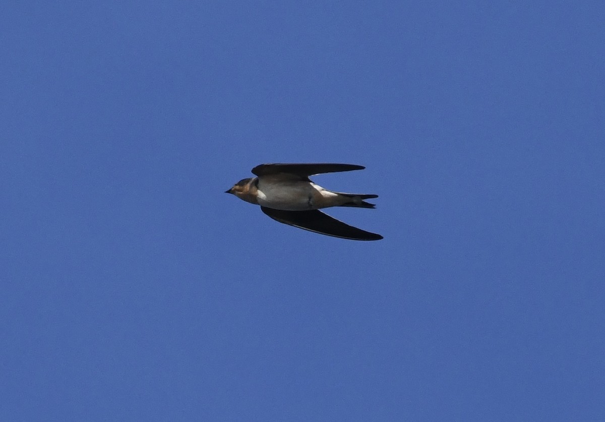 Barn Swallow (American) - ML641100371