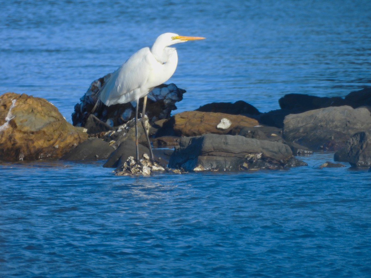 Great Egret (modesta) - ML641100381
