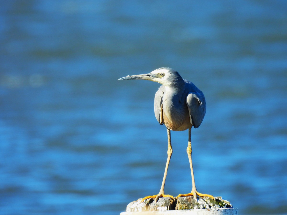 White-faced Heron - ML641100387
