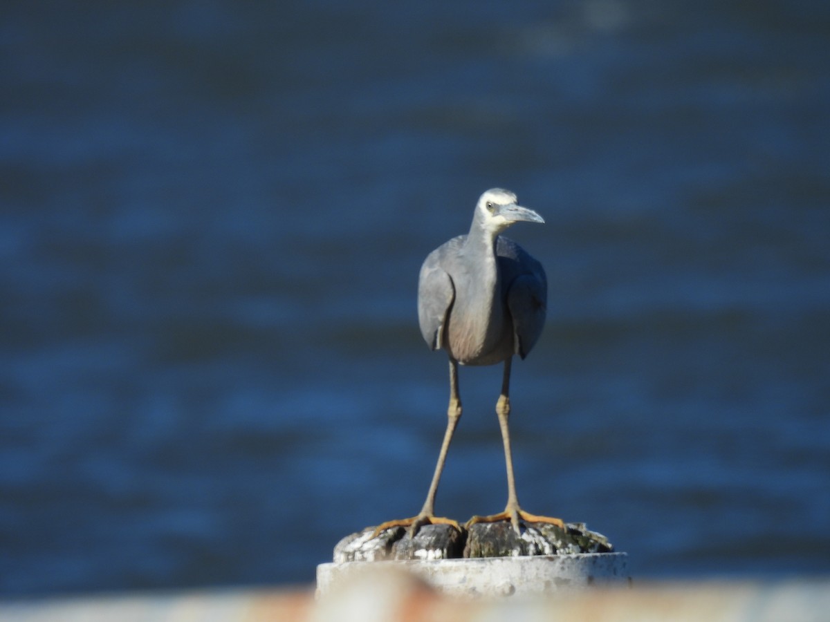 White-faced Heron - ML641100388