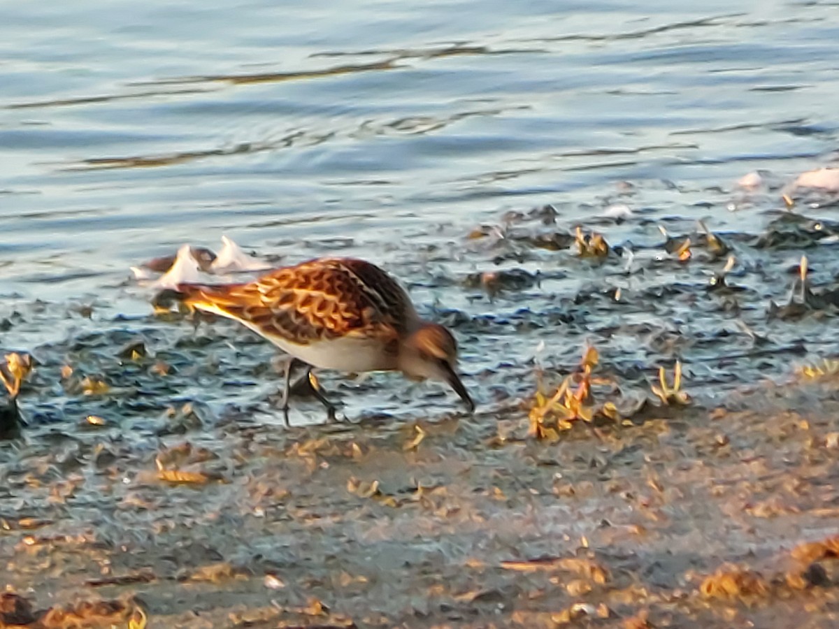 dvergsnipe - ML641100439