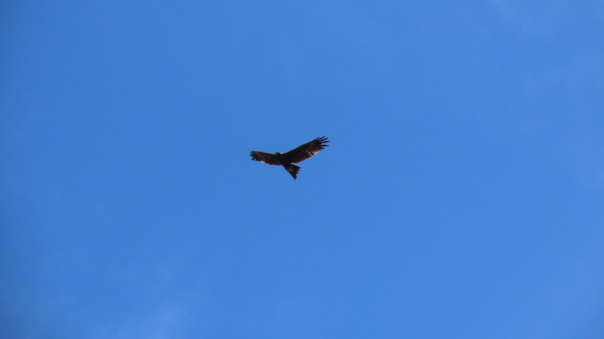 kilehaleørn - ML641100460