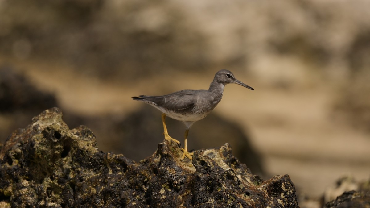 alaskavandresnipe - ML641100462