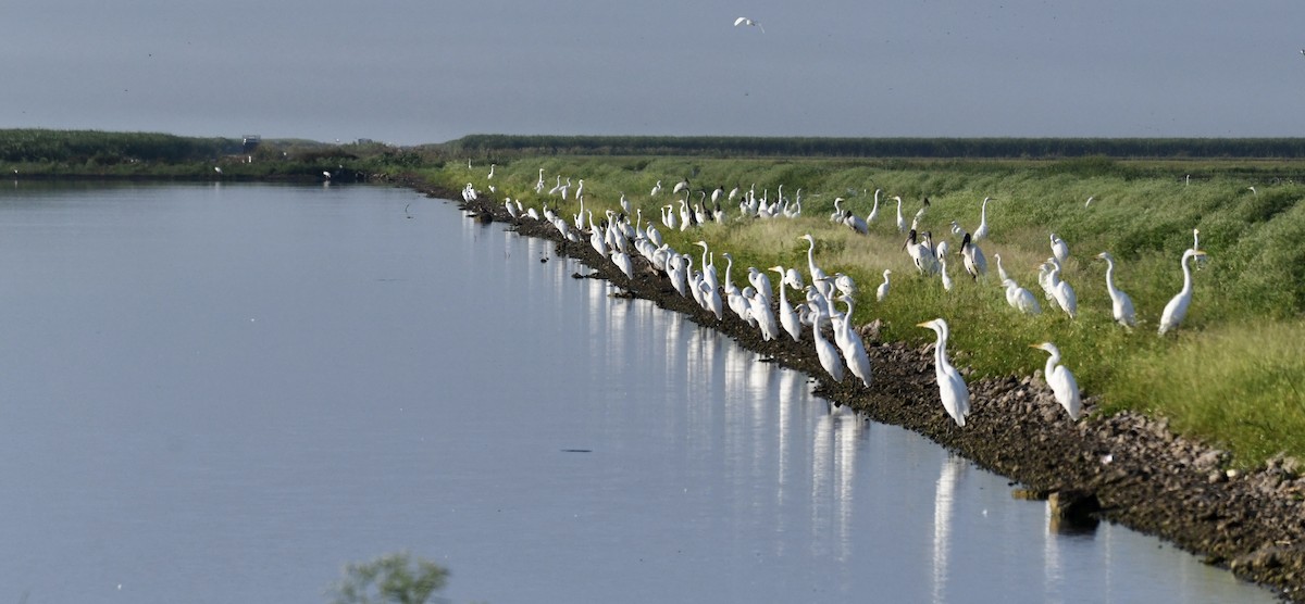 egretthegre (egretta) - ML641100464