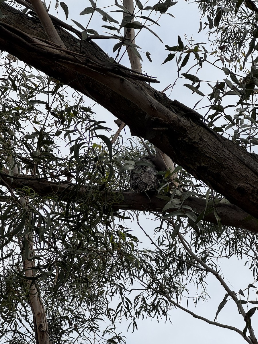 Tawny Frogmouth - ML641100488