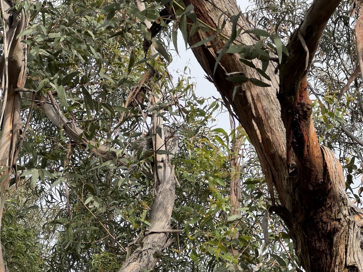 Tawny Frogmouth - ML641100489