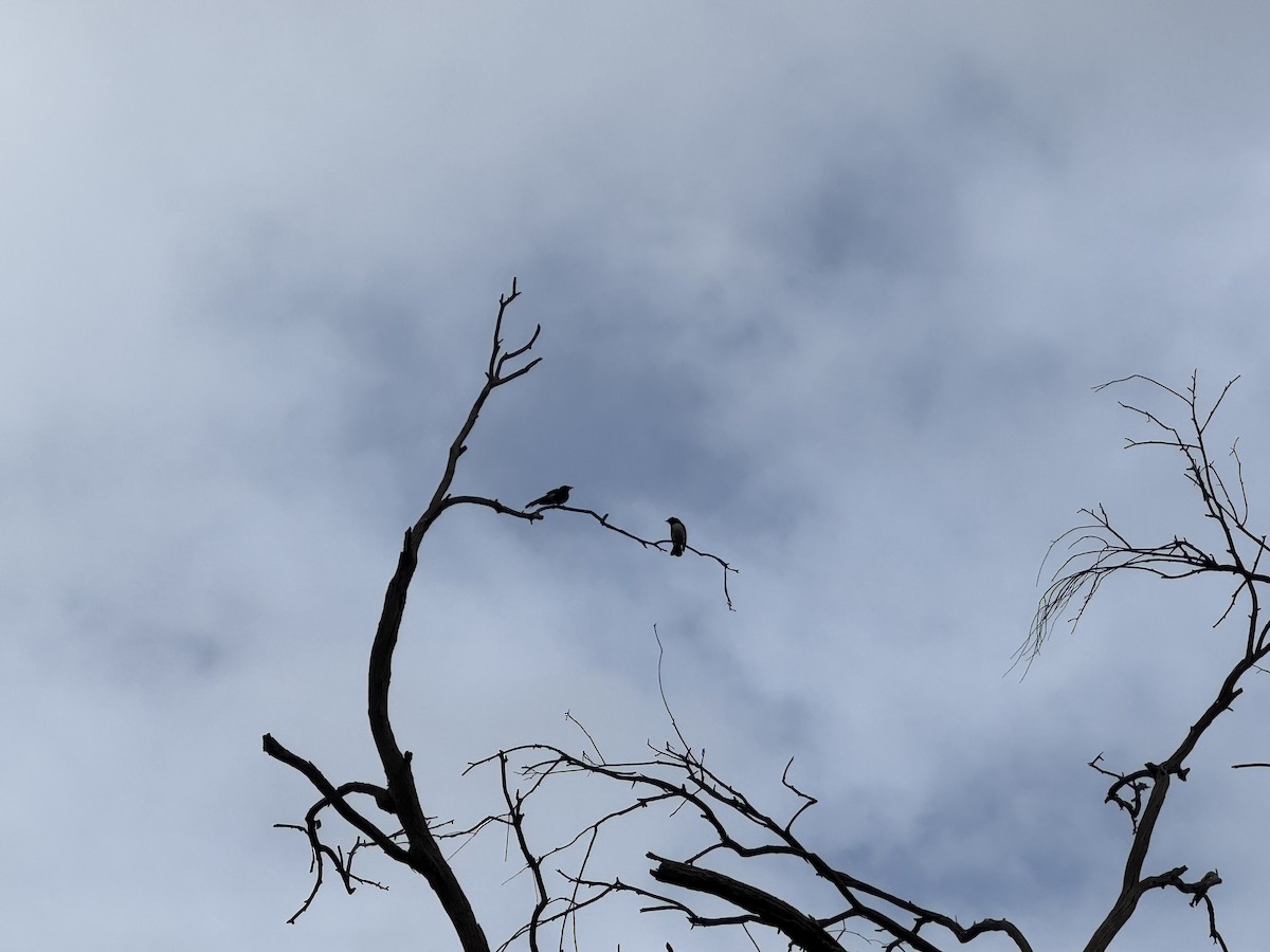 Willie-wagtail - ML641100505