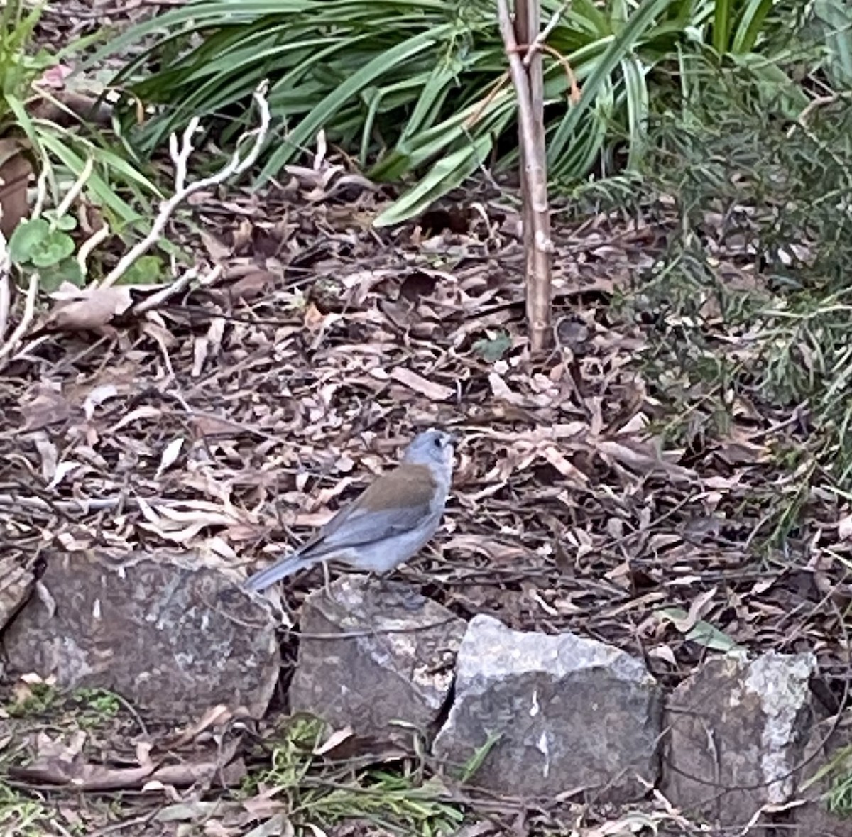 Gray Shrikethrush - ML641100541