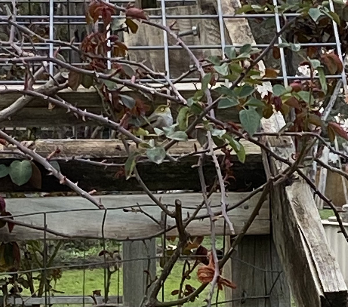 Silvereye - ML641100546