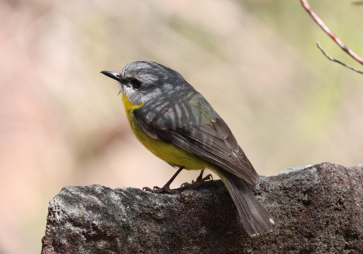 Eastern Yellow Robin - ML641100548