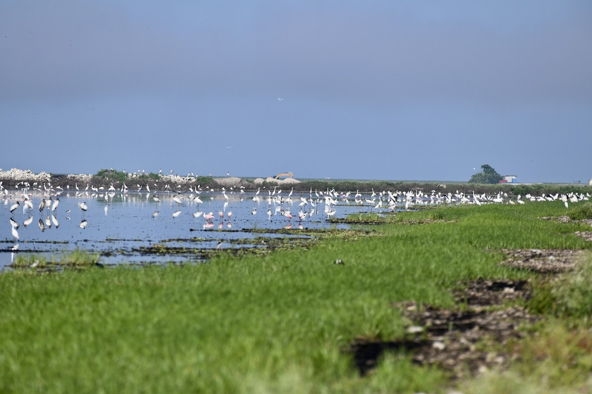 Great Egret (American) - ML641100550