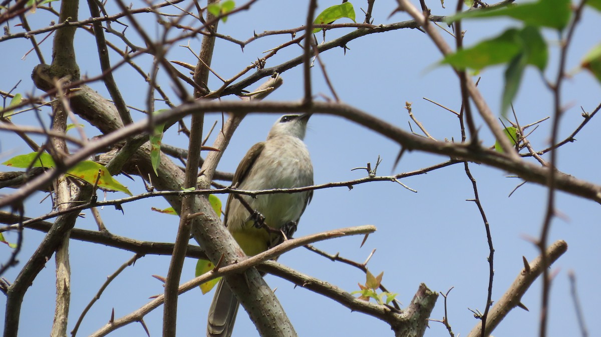 Yellow-vented Bulbul - ML641100551