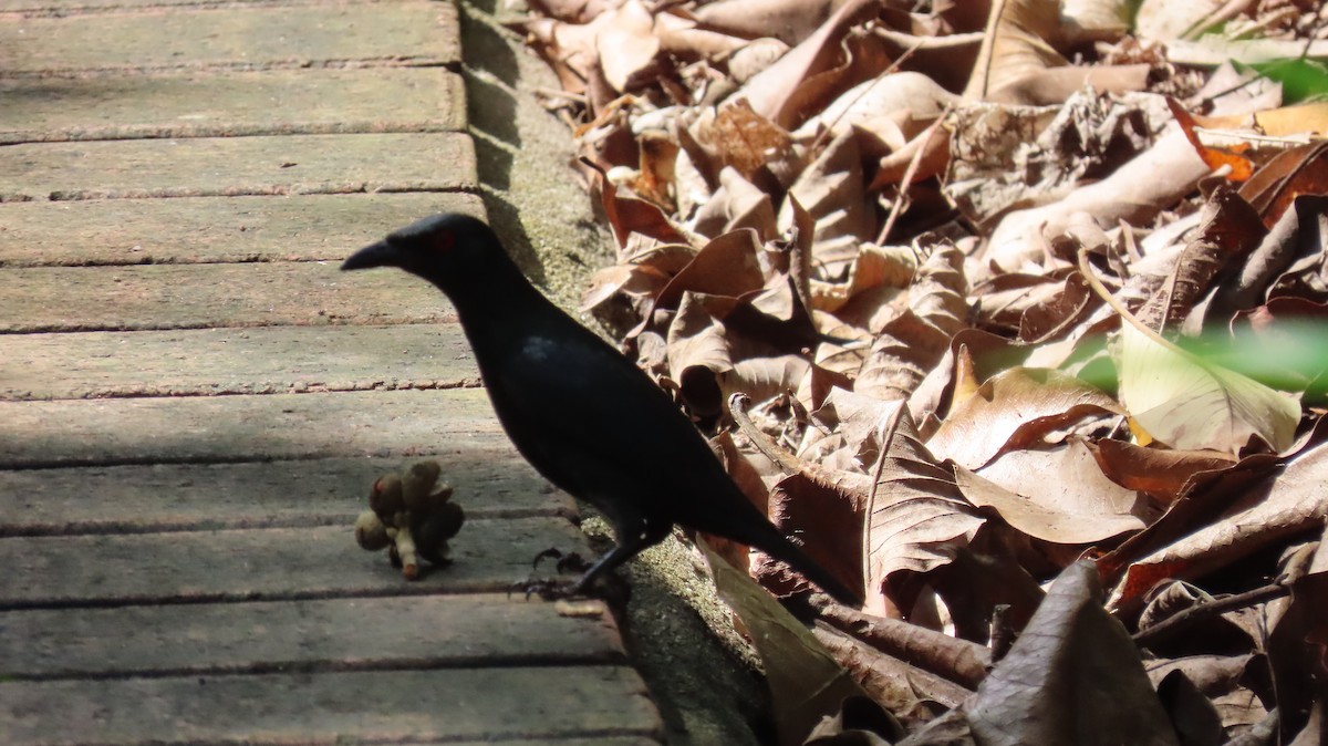 Asian Glossy Starling - ML641100562