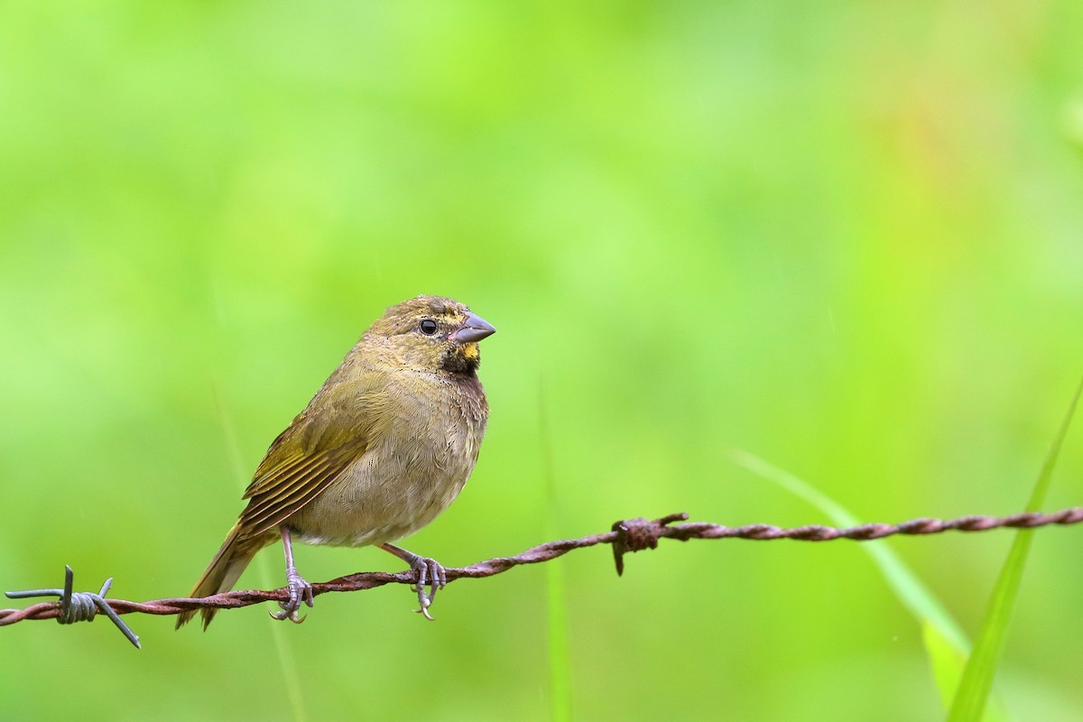 Yellow-faced Grassquit - ML641100578