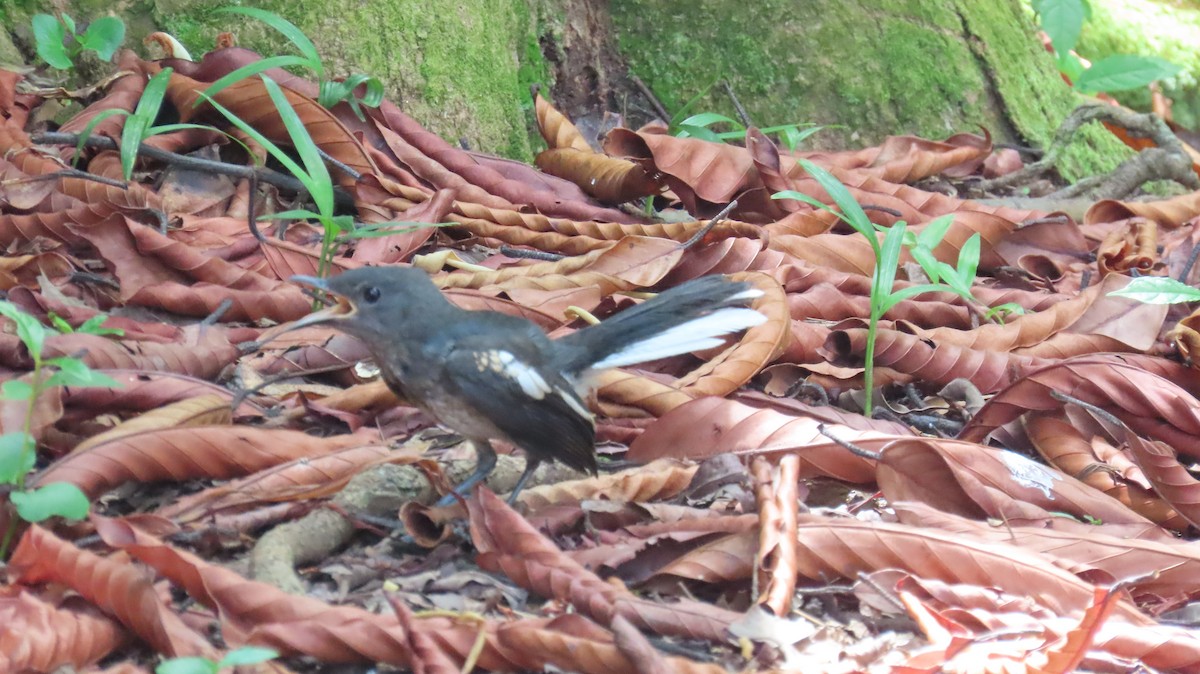 Oriental Magpie-Robin - ML641100584