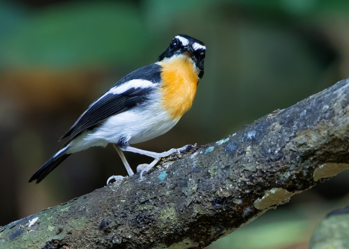Papamoscas Pechirrufo - ML641100587
