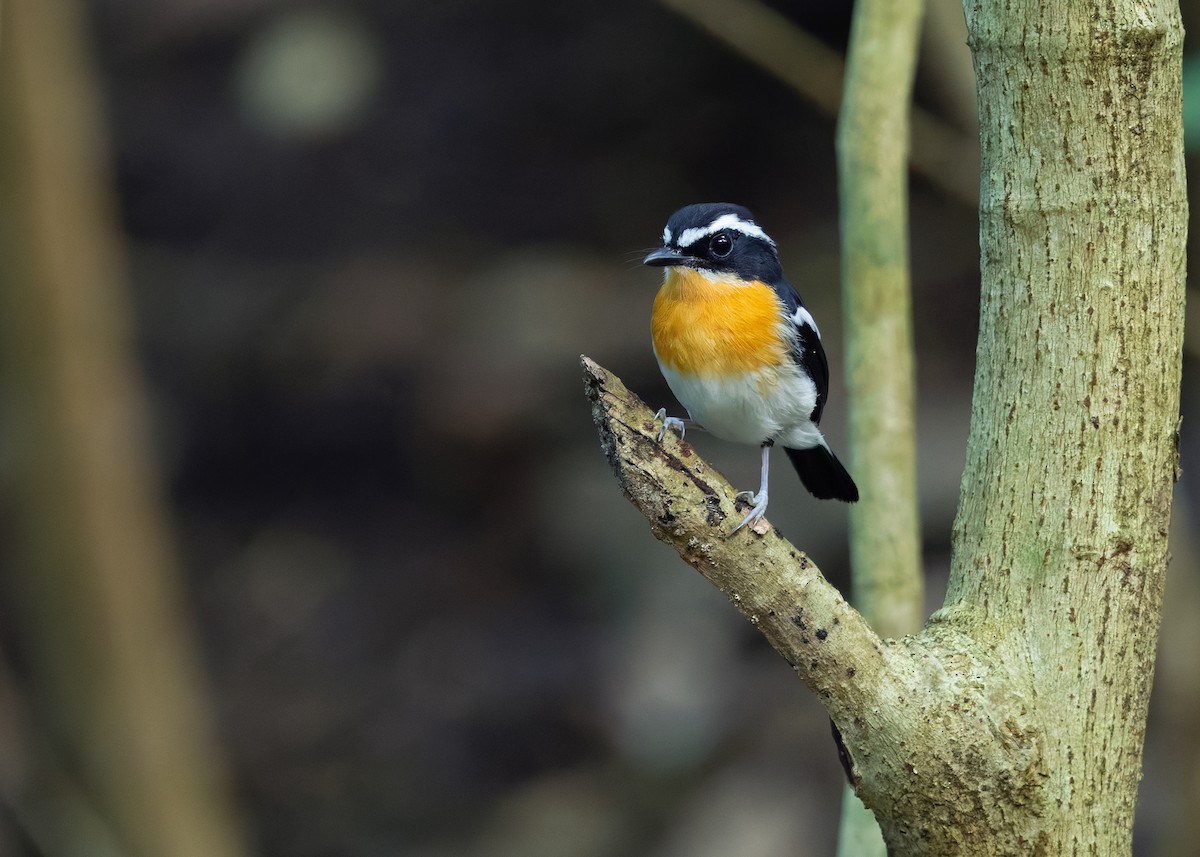 Papamoscas Pechirrufo - ML641100588