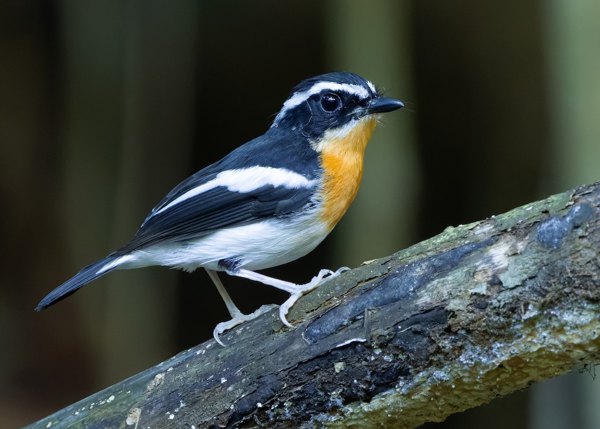 Papamoscas Pechirrufo - ML641100591
