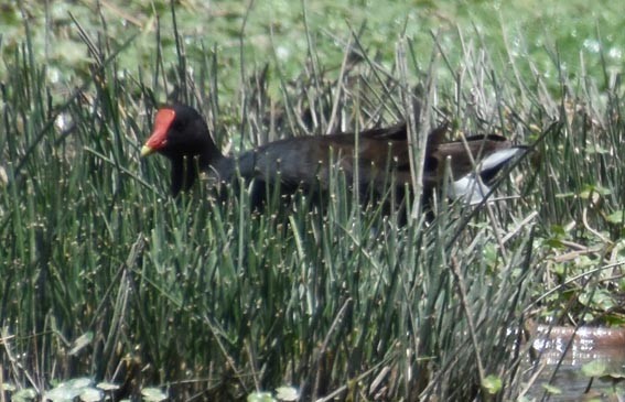 Common Gallinule - ML641100639