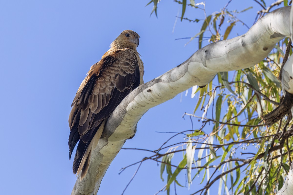 Whistling Kite - ML641100640