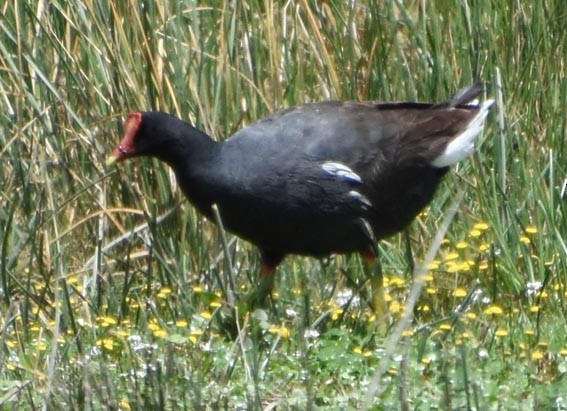 Common Gallinule - ML641100641