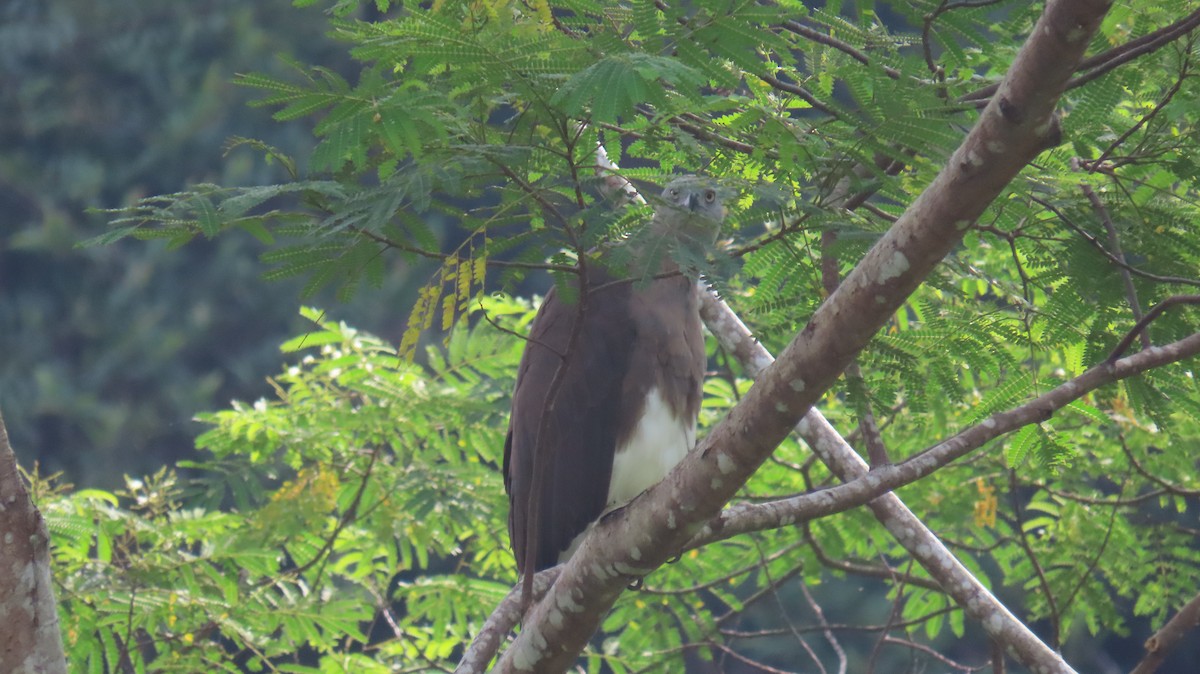 Gray-headed Fish-Eagle - ML641100642