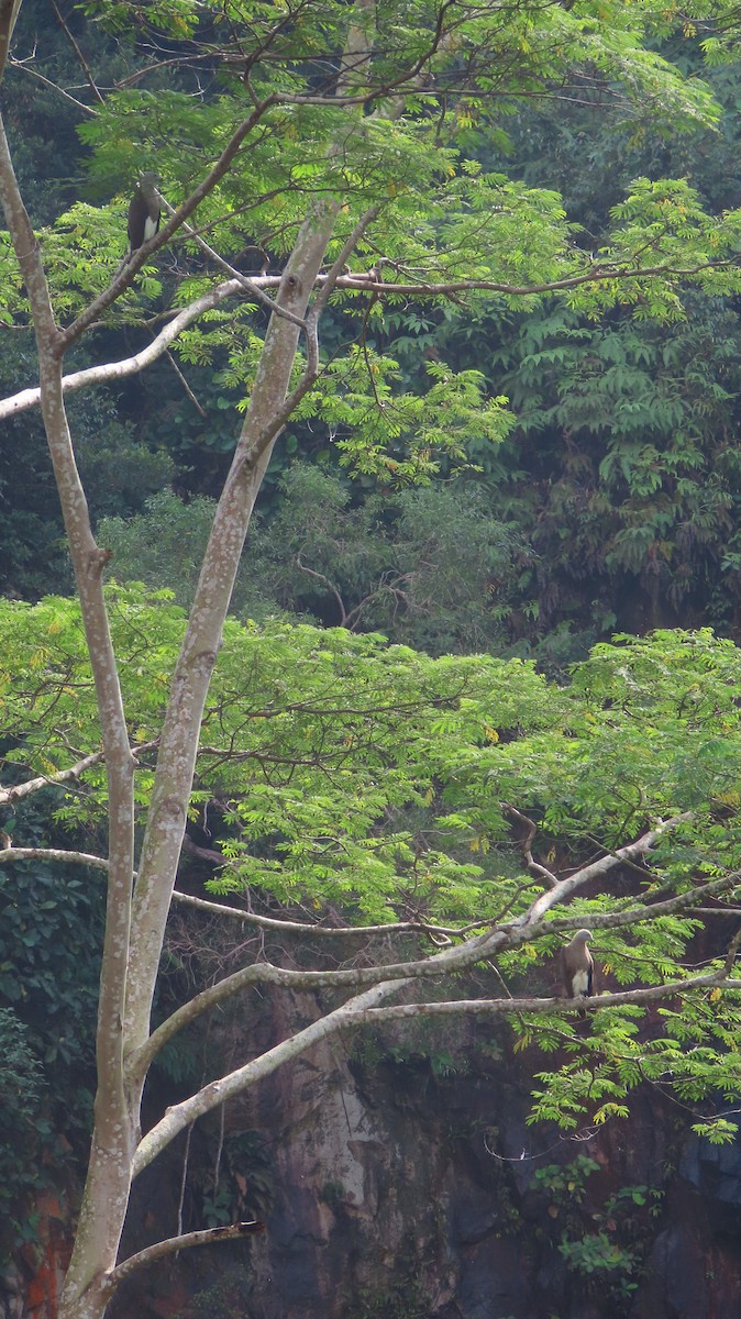 Gray-headed Fish-Eagle - ML641100643