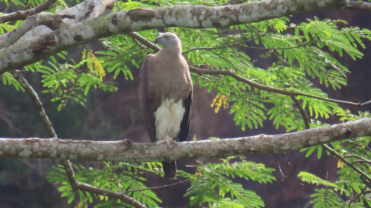 Gray-headed Fish-Eagle - ML641100644