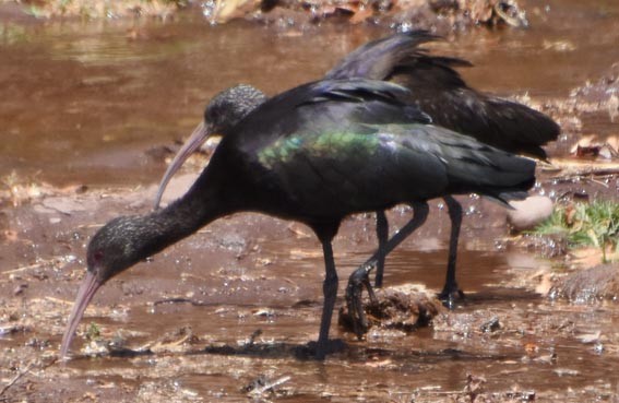 Puna Ibis - ML641100648