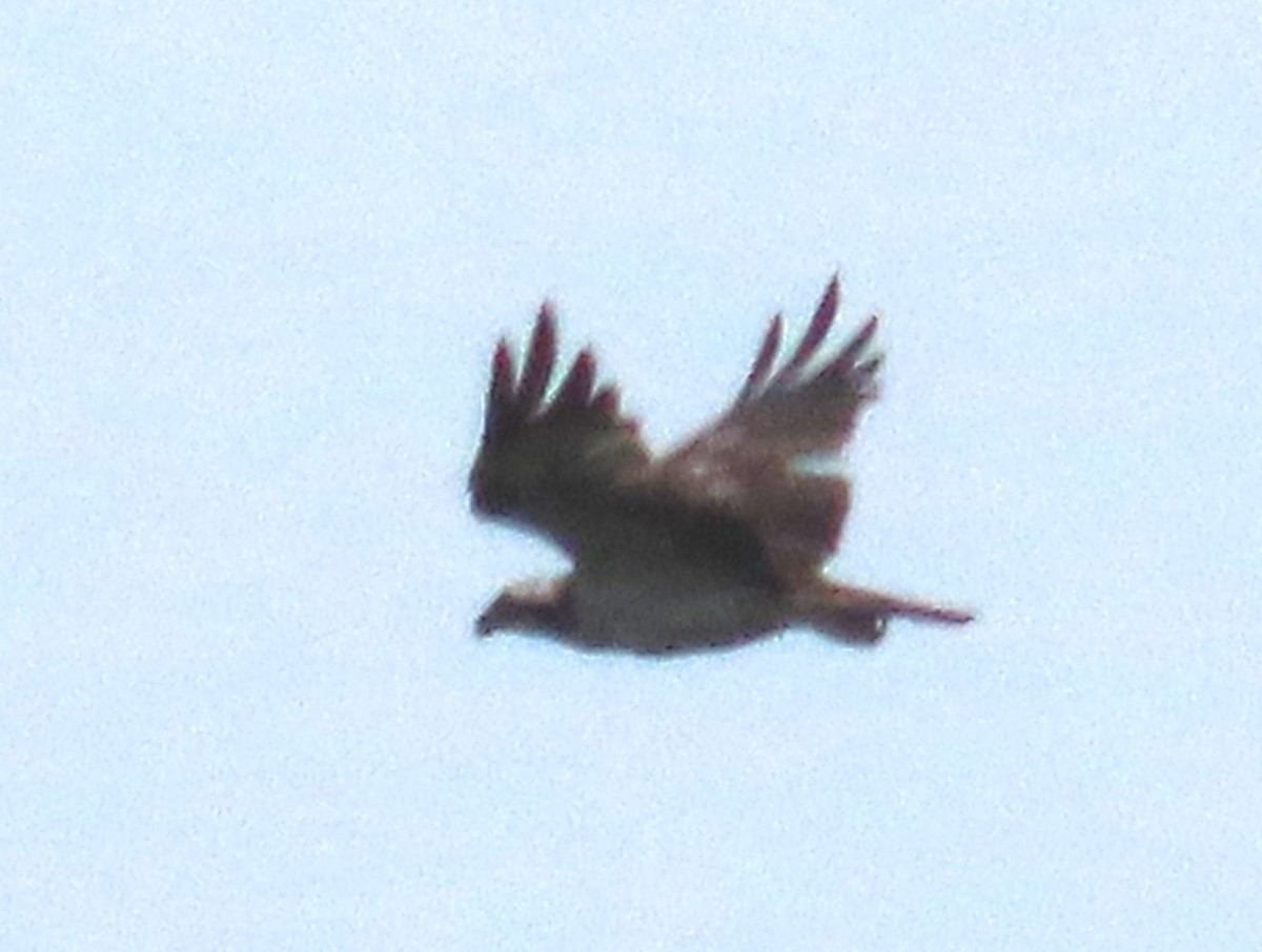 Osprey - ML641100649