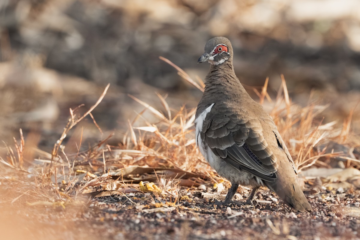 Partridge Pigeon (Red-faced) - ML641100651