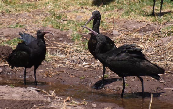 Puna Ibis - ML641100652