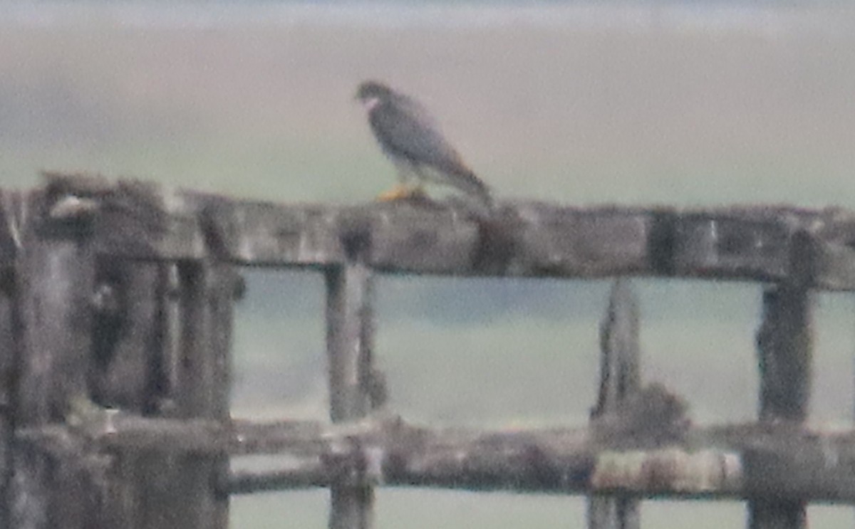 Peregrine Falcon - ML641100653