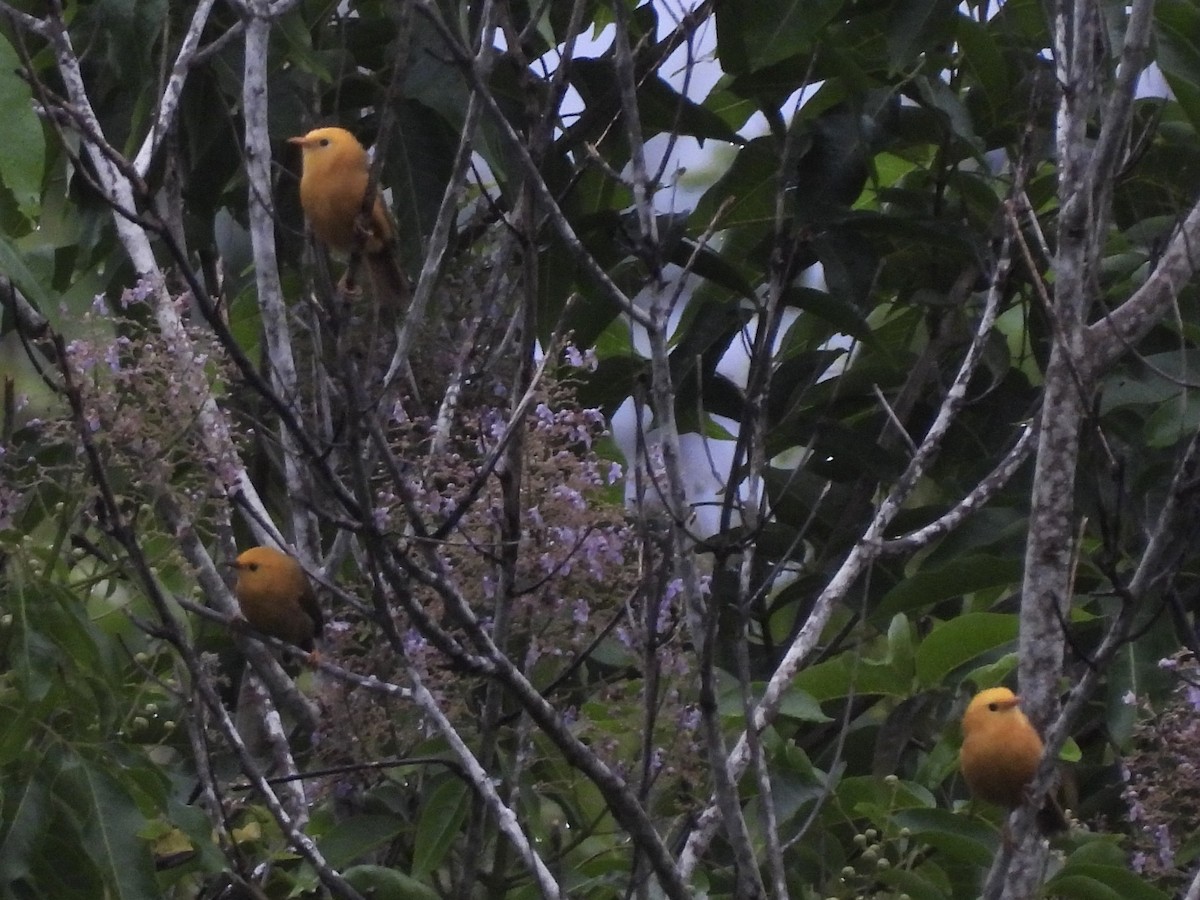 Golden White-eye - ML641100654