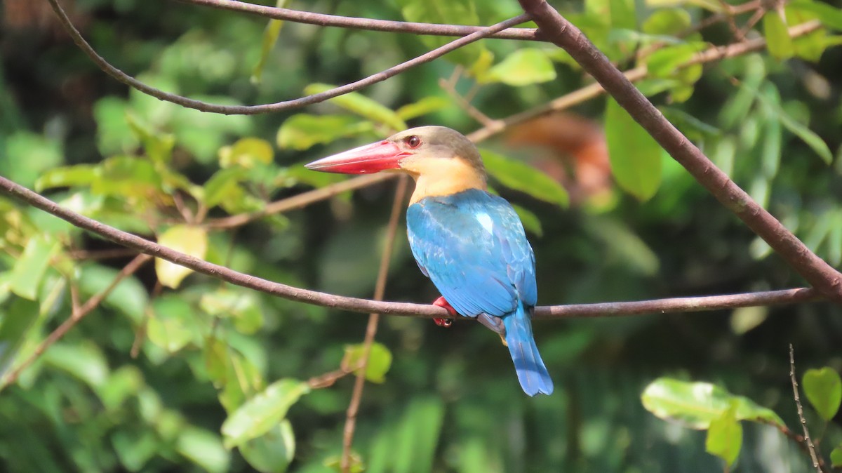 Stork-billed Kingfisher - ML641100655