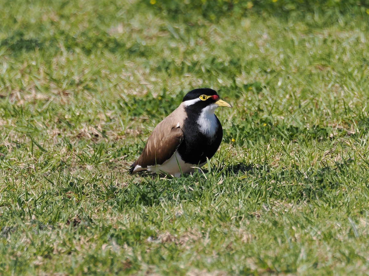 Banded Lapwing - ML641100657