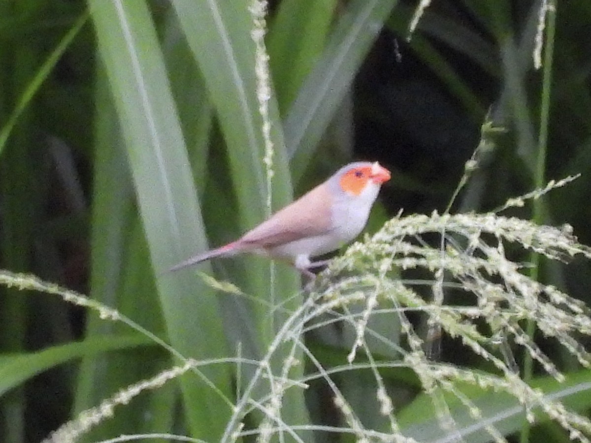 Orange-cheeked Waxbill - ML641100658